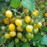 žluté cherry rajče MIRABELLA CHERRY
