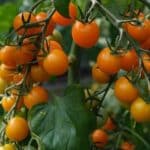 Oranžová cherry rajčata ORANGE CHERRY