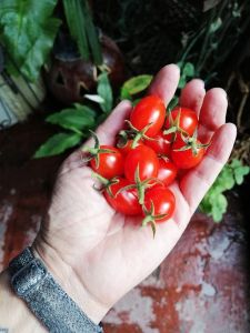rajčata cherry v dlani