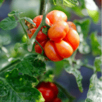 červené masité rajče RAISEN TOMATO