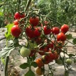 Červené keříčkové rajče SLENDER TIM BUSH