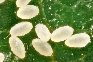 škůdci pokojových rostlin - vajíčka puklic