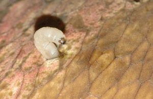 škůdci pokojových rostlin - larva smutnice