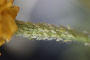 škůdci pokojových rostlin - mšice