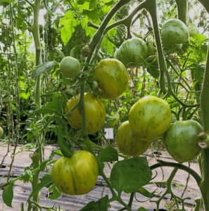 zelená salátová rajčata VERTE ZEBRE