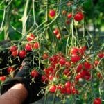 Červená divoká rajčata APERITIF