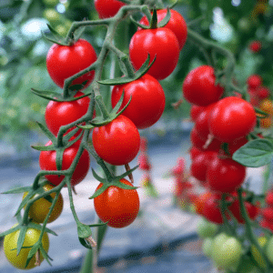 čerevené cherry rajče BABY CHERRY