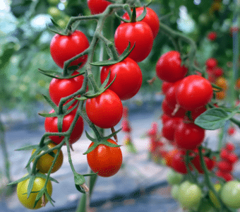 čerevené cherry rajče BABY CHERRY