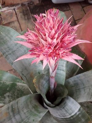 Nenáročné izbové rastliny bromélia Aechmea fasciate