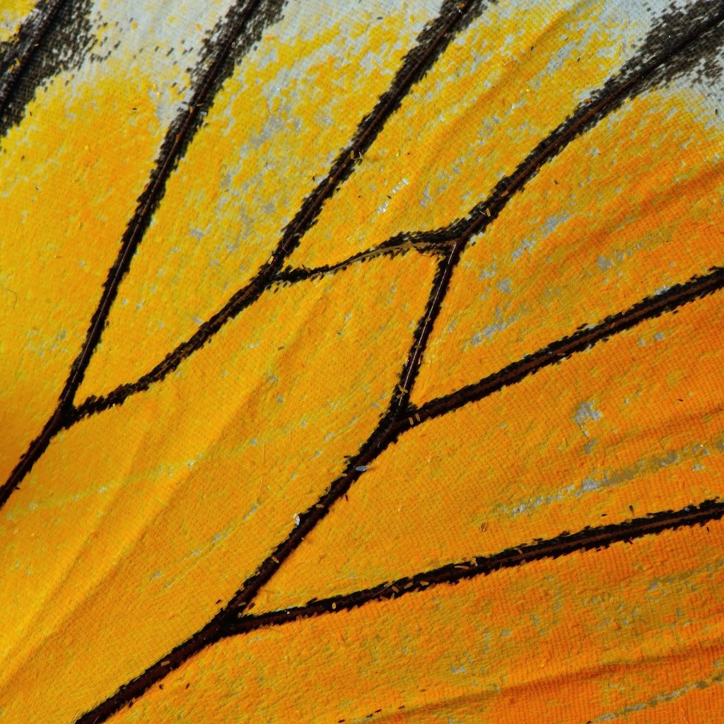 butterfly wing