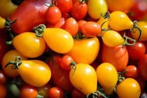různé odrůdy rajčat