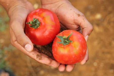 rajčata ve dlani