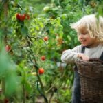 small boy collecting cherry tomatoes outdoors in garden sustainable lifestyle concept