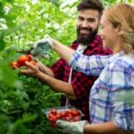 young couple harvesting fresh tomatoes from the greenhouse garden people healthy food concept