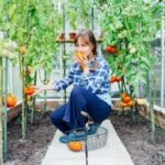young woman sniffing just picked ripe red beef tomato in green house farm harvest of tomatoes