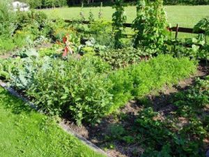 Vlastní sazenice v zeleninové zahradě