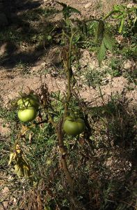 Fuzarióza, vadnutí listů (Fusarium oxysporum) silně napadená rostlina rajčata