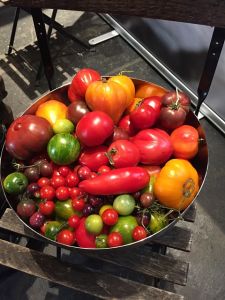 Odrody paradajok