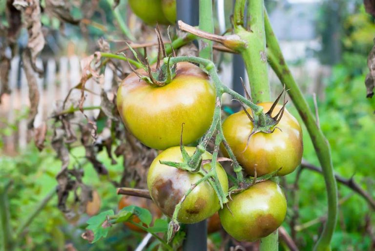 Plísní bramborovou napadená rostlina rajčata s příznaky napadení na plodech i listech