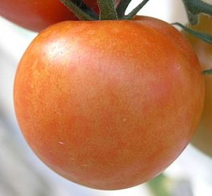 Plod rajčata infikovaný Mozaikovým virem