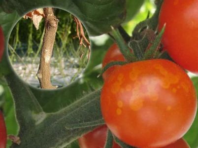 Plod rajčata napaden Šedou plísní s detailem stonku
