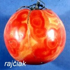 Plod rajčata napaden Virem bronzovitosti rajčete