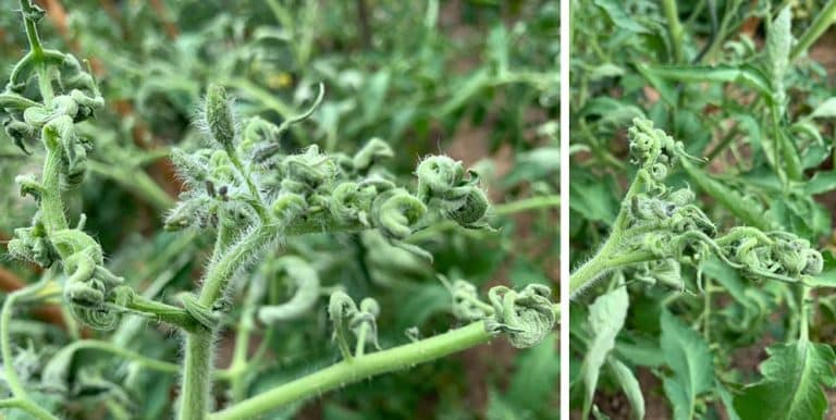 nemoci rajčat - Stolbur rajčete deformující rostlinu