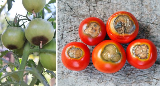 Tmavé škvrny na plodoch paradajky spôsobené nedostatkom vápnika