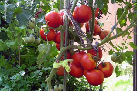 Nemoci rajčat - Zelený prstenec na plodech rajčat