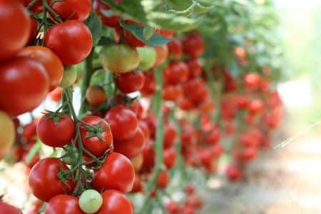 Zralé a dozrávající plody rajčat