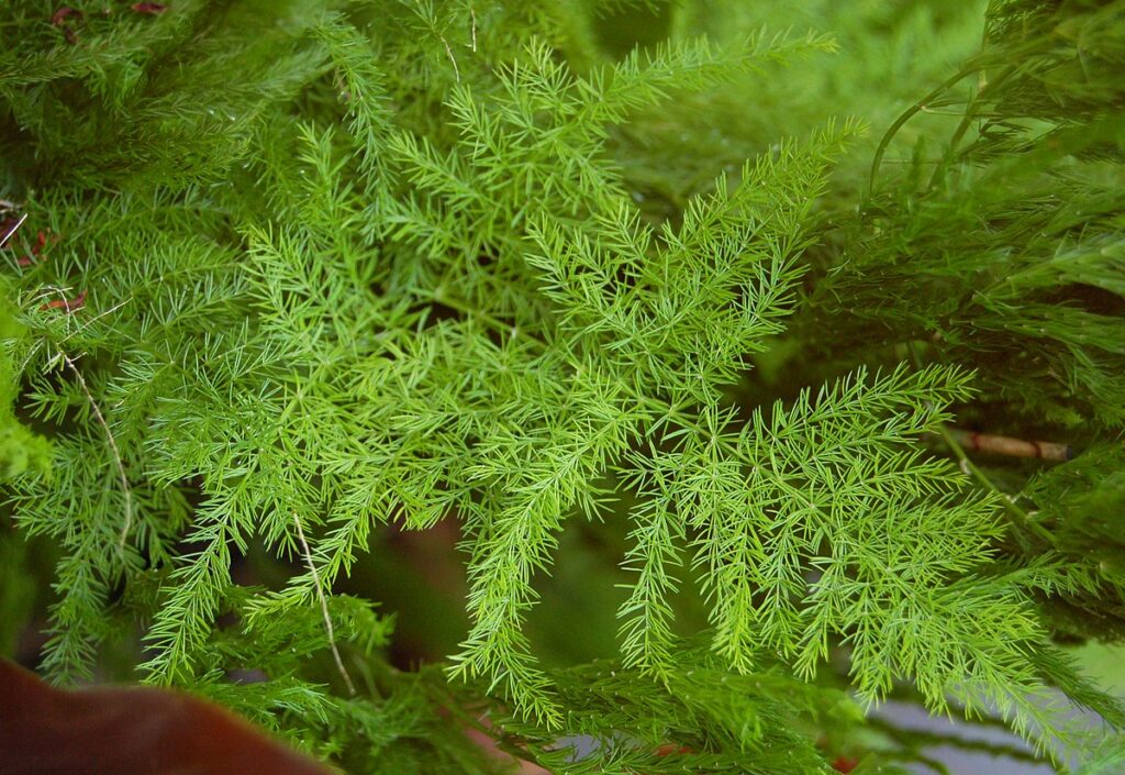 Chřest 965 Asparagus setaceus 'Plumosus'