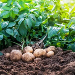 Brambor (Solanum tuberosum)