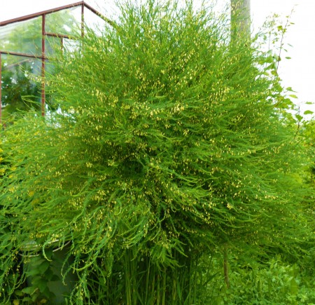 Chřest 963 Chřest obecný (Asparagus officinalis)
