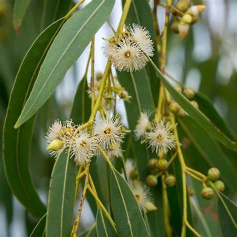 Eukalyptus (Eucalyptus)