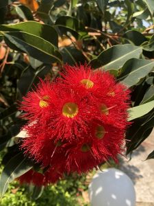 Eukalyptus - zhluk červených kvetov so žltým stredom a listami