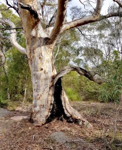 Obrovský strom eukalyptus napriek poškodeniam po požiari dokáže prežiť