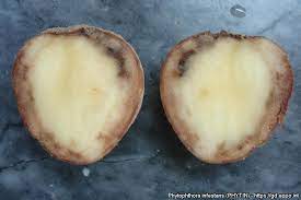 Plíseň brambor Phytophthora infestans