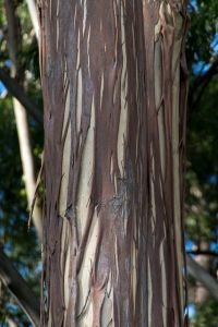 Stromy eukalyptu každoročne zvliekajú kôru