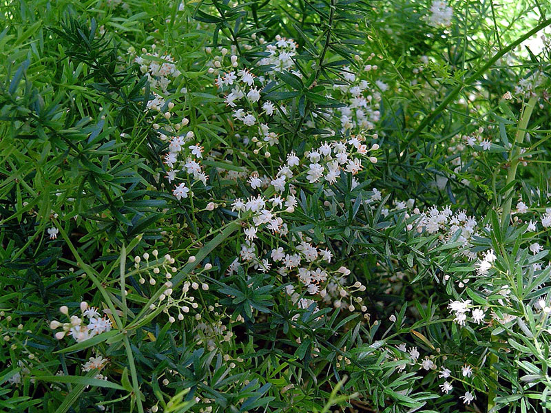 Chřest 966 Asparagus densiflorus 'Sprengeri'