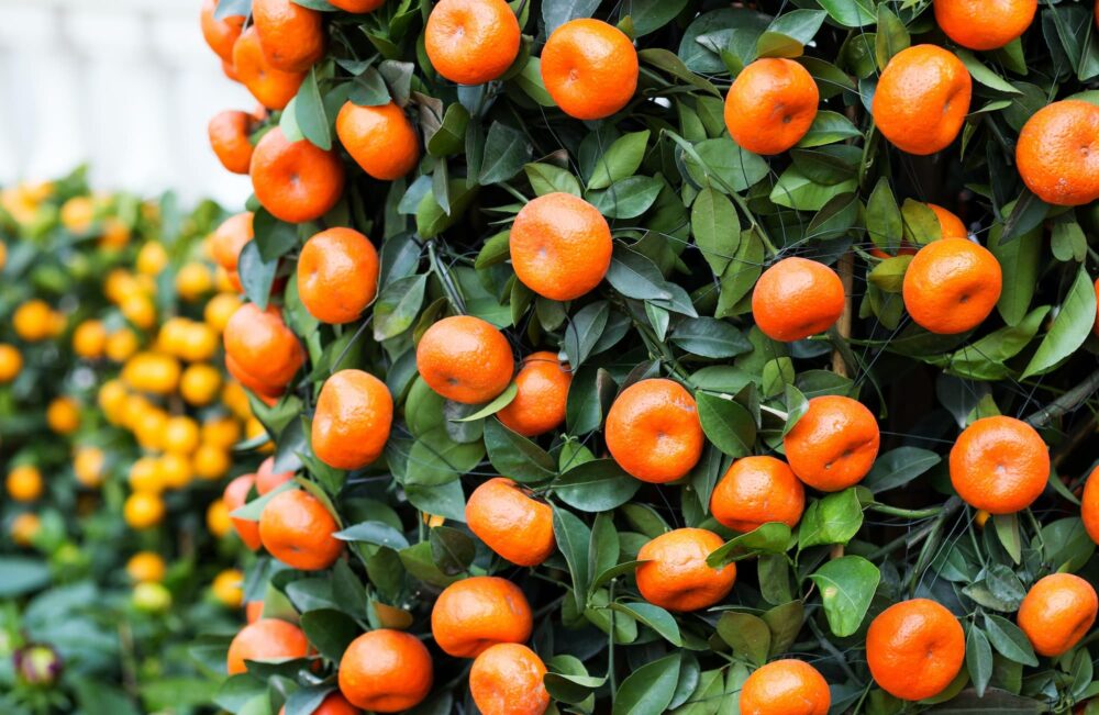 Jak Se Starat O Mandarinkovnik (abyste předešli, péče mandarinkovník, vlhkost vzduchu) Jak Se Starat O Mandarinkovnik