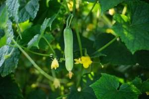 články 39 growing cucumbers in the garden the growth and blooming of greenhouse cucumbers