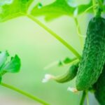 nature background of growing cucumbers in the garden healthy food gardening
