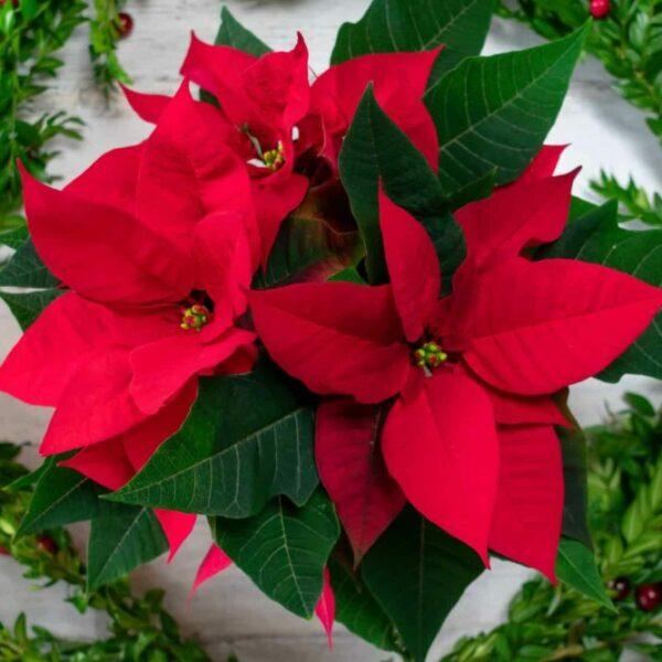 top-view-of-a-christmas-poinsettia-plant-e1676477255920-600x600.jpg