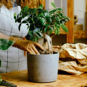 Přesazení bonsaje - fíkus