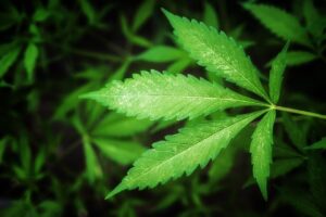 Konopí (Cannabis sativa)