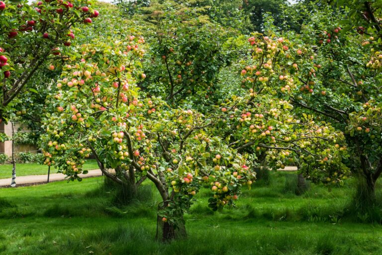 Apple trees in the Garden during Autumn, UK