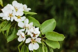 Beautiful pear tree in blossom. White flowers and buds. Spring blooming floral background.