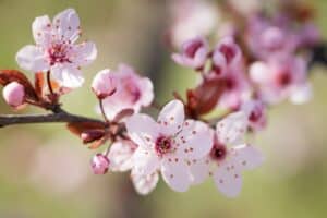 Ovocné stromy - kvetoucí švestka