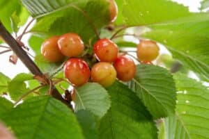 Cherries in the process of ripening on a cherry tree