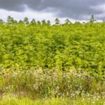 field of hemp agricultural industry 1